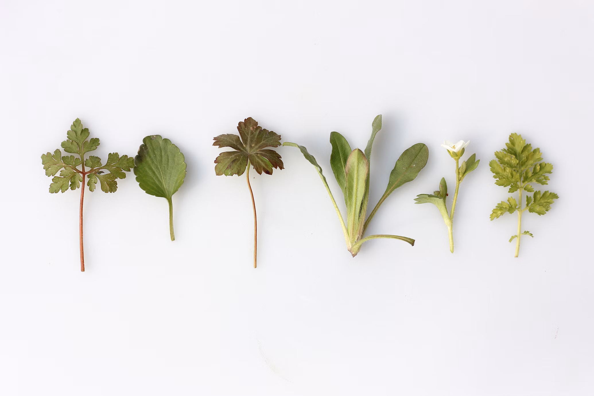 Benefits of Ayurveda